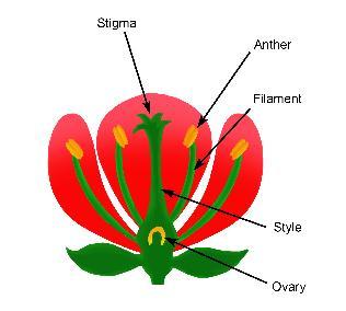 Pollination o Transfer of pollen grains from the anther to stigma Insect Pollinated - Large