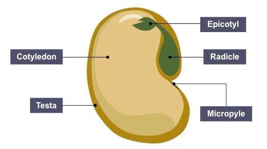 Seed Germination o The fertilized ovule divides by mitosis to form a seed containing the embryo plant and food stores cotyledons o The wall of the ovule seed testa (coat) o Ovary wall fruit o