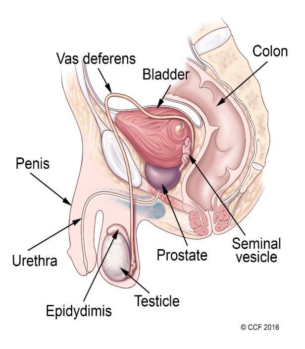 Reproduction in Humans Male Reproductive System Structure Testes Scrotum Sperm ducts