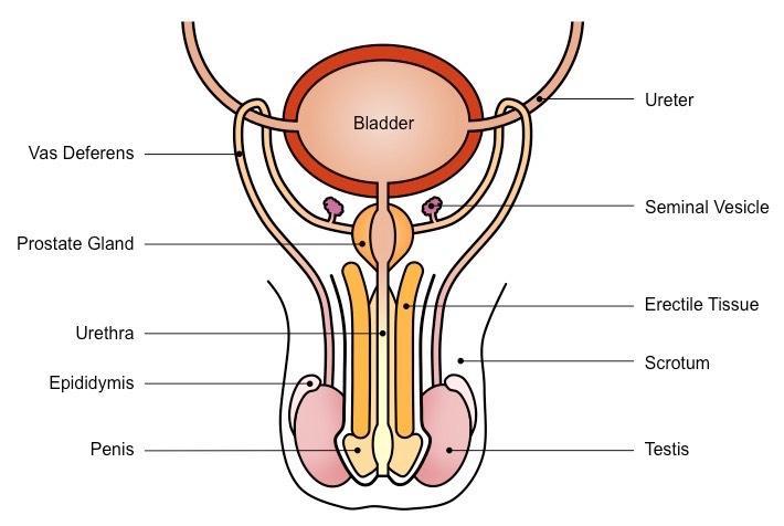 testes cool Link testes to urethra Produce alkaline fluid semen Urinate, pass semen +