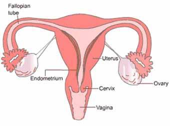 Female Reproductive System Structure Ovaries Oviducts Uterus Cervix Vagina Function Contain follicles, produce and store eggs, produces
