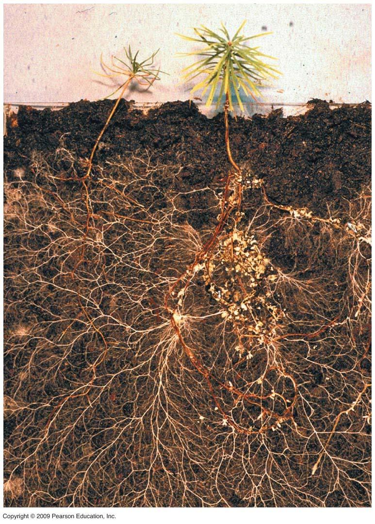 Plants and Fungi A Beneficial Partnership Plants and fungi colonized land together Mycorrhizae,
