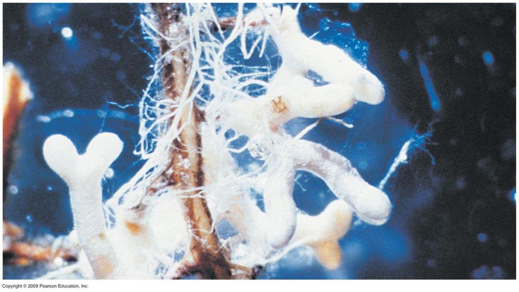 Plants and Fungi A Beneficial Partnership Mycorrhizal fungi absorb water, phosphorus, and other