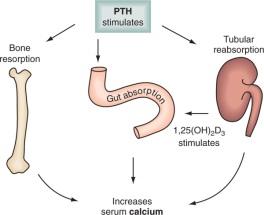 Calcium regulation PTH 1.Stimulate osteoclast to increase bone resorption 2.Increase renal Ca absorption 3.Increase active vit D production Vitamin D 1.