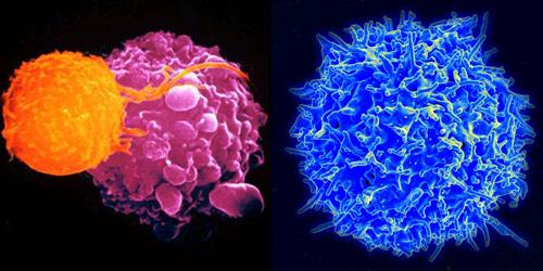 CD8 T Cells