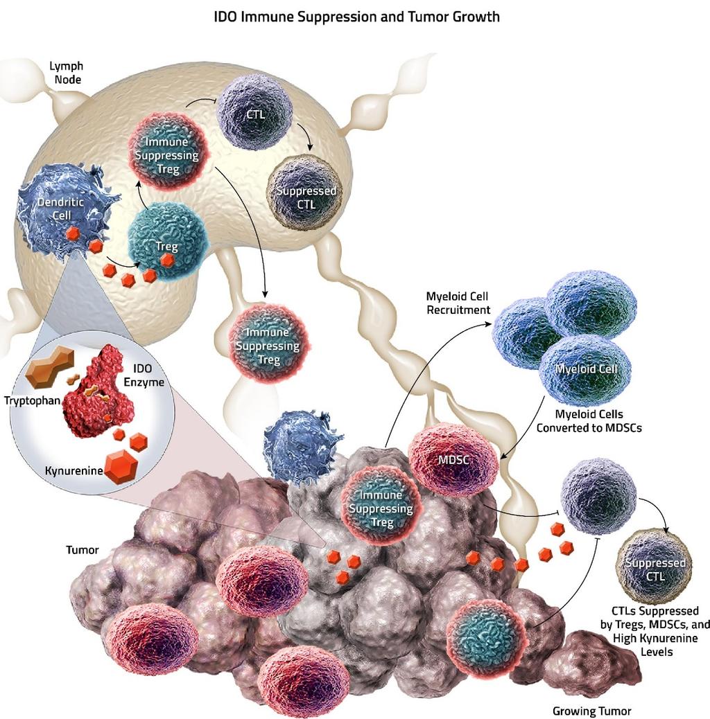 Other Ways Tumors Resist the Immune System IDO Breaks down