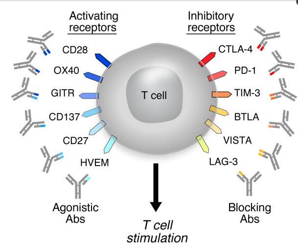 Our Challenge Targets on T Cells Targets in the Tumor Microenvironment IDO