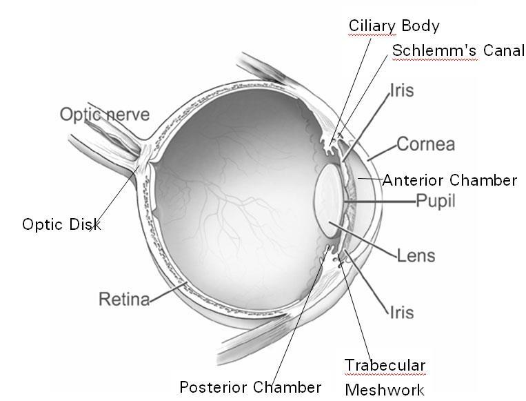 uveoscleral pathway is a minor route for aqueous humor outflow. In this case, the fluid passes through small channels in the sclera. Now study the following diagram of the human eye.