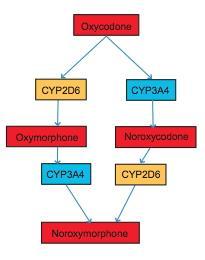 Oxycodone Oxycodone is metabolized by