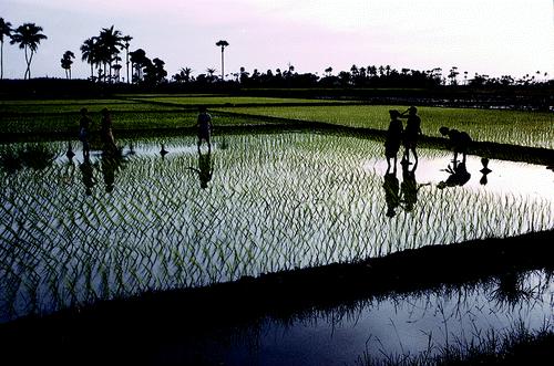 Why does arsenic accumulate in rice? Herbicides in US (PN Williams et al. ES&T (2007), 41, 2178) Mining in China (YG Zhu et al. ES&T (2008), 42, 5008) Irrigation in Bangladesh (PN Williams et al.