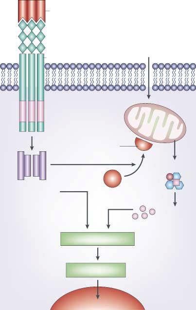 Summary Apoptosis is a multi-step, multi-pathway cell-death programme that is inherent in every cell of the body.