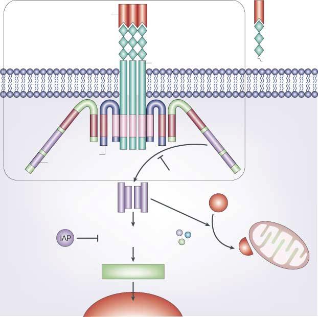 DISC INTEGRINS A large family of heterodimeric transmembrane proteins that promote adhesion of cells to the extracellular matrix or to other cells.