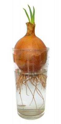 B. Experimental Procedure Onion bulbs will sprout roots if they are placed in water for several days (Figure 2).