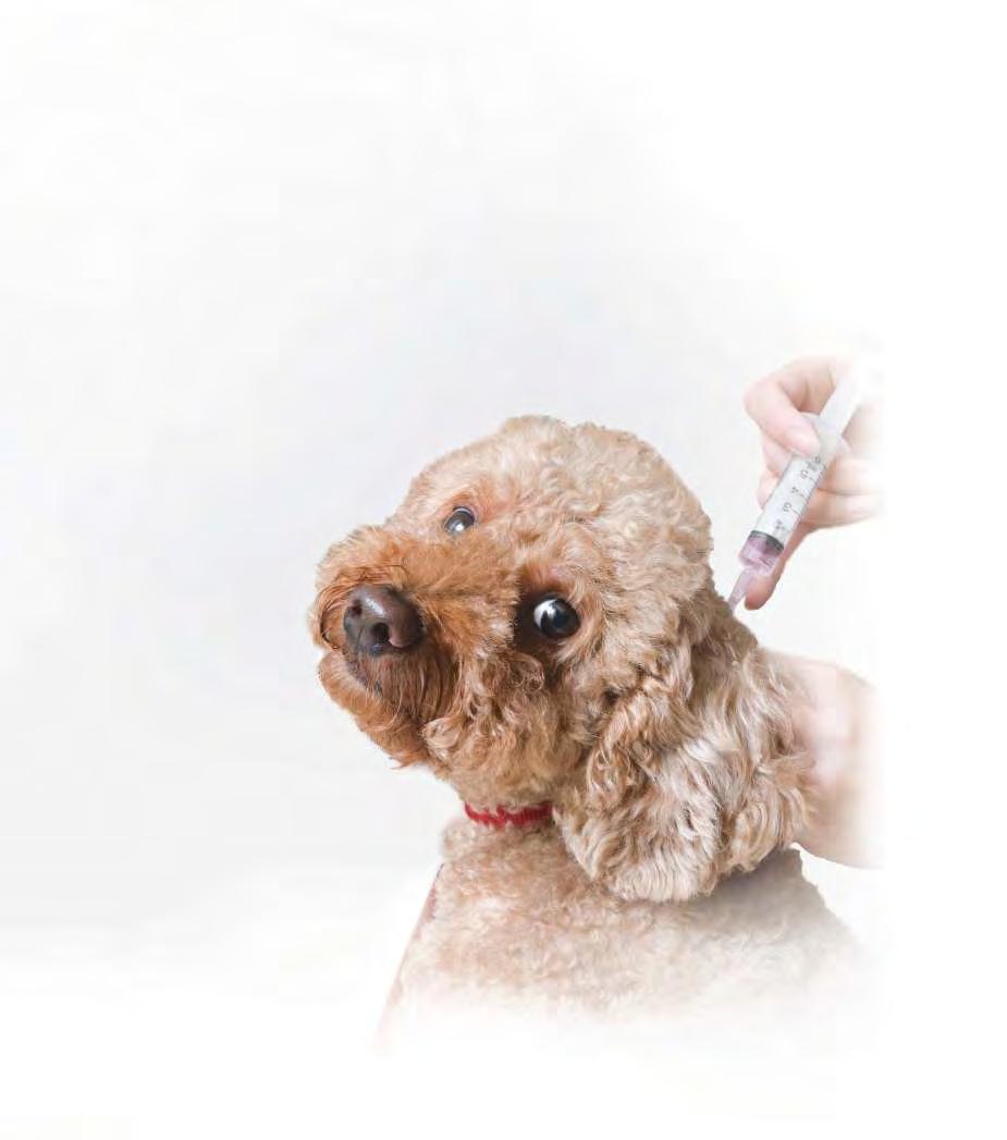 PEER REVIEwEd VITAL VACCINATION SERIES Dogs & Cats overdue for vaccination Recommendations for Updating Immunizations Richard B. Ford, DVM, MS, Diplomate ACVIM & ACVPM (Hon) TABLE 1.