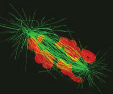 dynein microtubule kinesin-5 + +