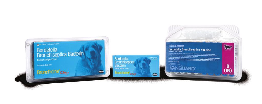 Pfizer Bordetella Vaccines (continued) Vanguard-B Vanguard-B contains a highly antigenic modified-live B. bronchiseptica strain.