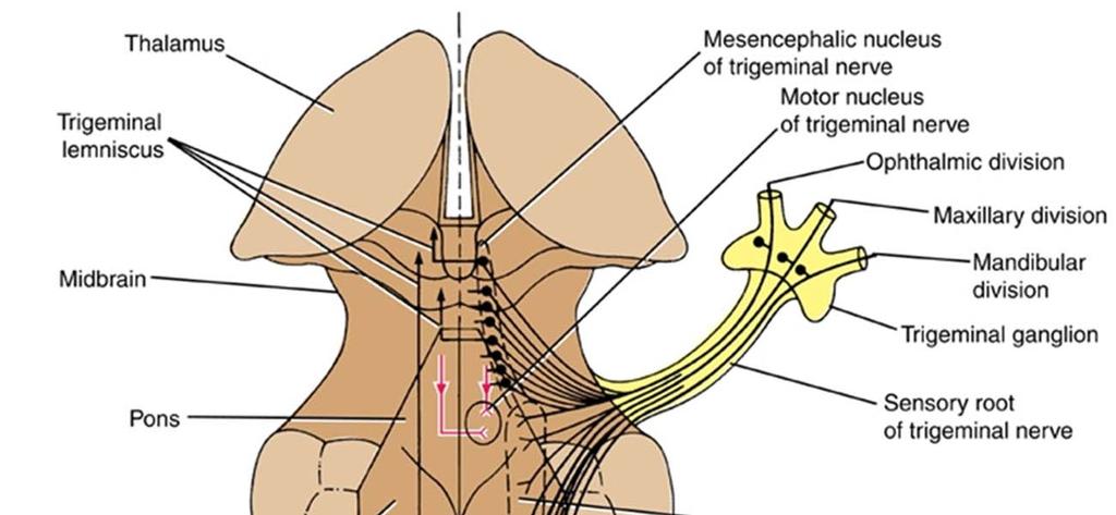 Trigeminal Nerve Sensory Nuclei Spinal nucleus parts Pars caudalis Below pyramidal decussation