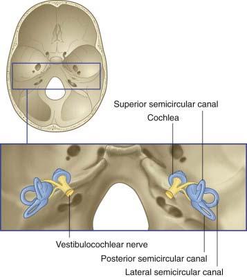 Vestibulocochlear Nerve (VIII) Formerly called the acoustic or auditory nerve Brainstem (between