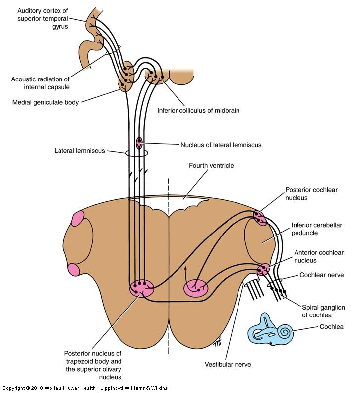 Auditory Nuclei/Pathway 1 st order neuron spiral ganglion 2 nd order neurons Cochlear nuclei Anterior & posterior Location Relations inferior cerebellar peduncles Axons cross and uncross midline 3 rd