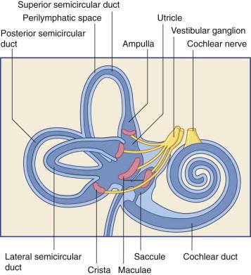 Vestibulocochlear Nerve (VIII) Vestibular branch Associated with equilibrium Receptors in the semicircular canals, saccule, and utricle The cell bodies in