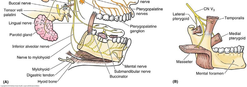 cavity Paranasal sinuses Eye External