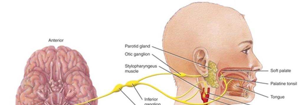Glossopharyngeal Nerve (IX) GSA External ear Superior