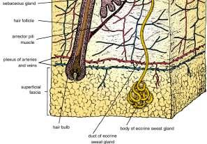 Fibers pass medially to the sympathetic plexuses on the abdominal aorta and its branches.