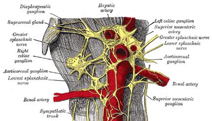Aortic Plexuses Preganglionicand postganglionic sympathetic fibers Preganglionicparasympathetic fibers, and visceral afferent fibers form a plexus of Nerves, the aortic plexus, around the abdominal