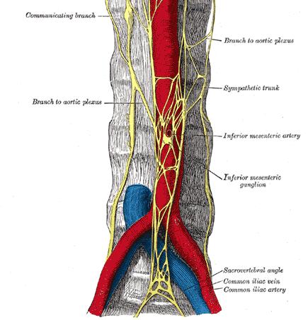 Regional concentrations of this plexus around the origins of the celiac, renal arteries Superior mesenteric celiac plexus Inferior mesenteric plexus Renal plexus 1-The celiac plexus consists mainly