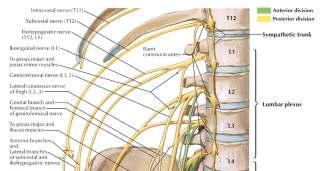Nerves on the Posterior Abdominal Wall Lumbar Plexus The lumbar plexus, which is one of the main nervous pathways supplying the lower limb, is formed in the psoasmuscle from the anterior