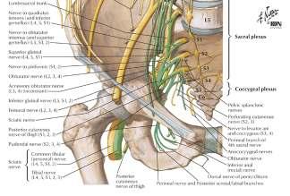 The branches of the plexus emerge from the lateral and medial borders of the muscle and from its anterior surface.