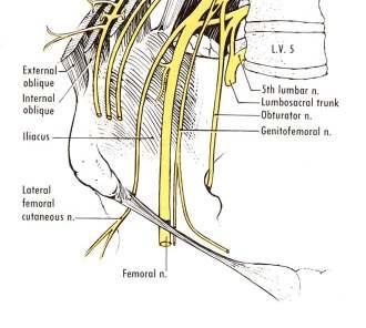- The Obturatornerve (L2, 3, and 4) crosses the pelvic brim in front of the sacroiliac joint and behind the common iliac vessels.