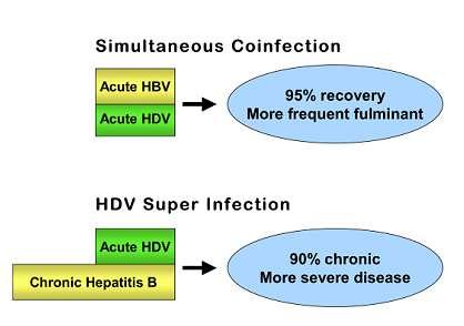 Transmission risks same as Hep B, occurs only in HBsAg- individuals either as Co-infection: acquire infection at same time as Hep B- usually Hepatitis is more severe than those infected by HBV alone.