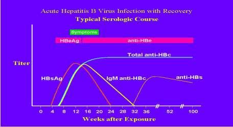 Interpretation of the Hepatitis B Panel Tests Results Interpretation HBsAg anti-hbc anti-hbs HBsAg anti-hbc
