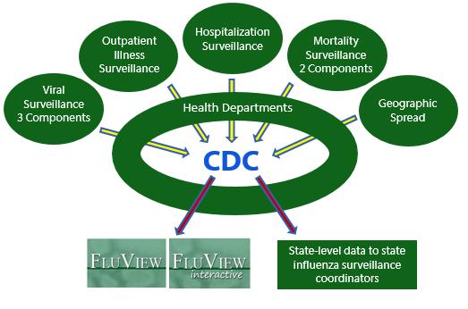 US Influenza Surveillance National influenza surveillance is a collaborative effort CDC Influenza Division coordinates the system State and local public health staff are our primary partners