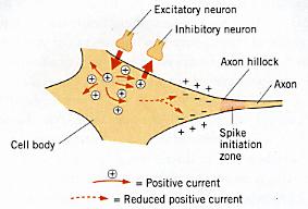 Synapses can be excitatory or