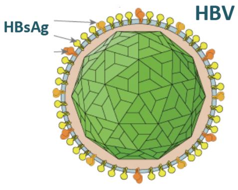 Hepatitis D Virus HBsAg HDV is always associated with HBV Infection HDV