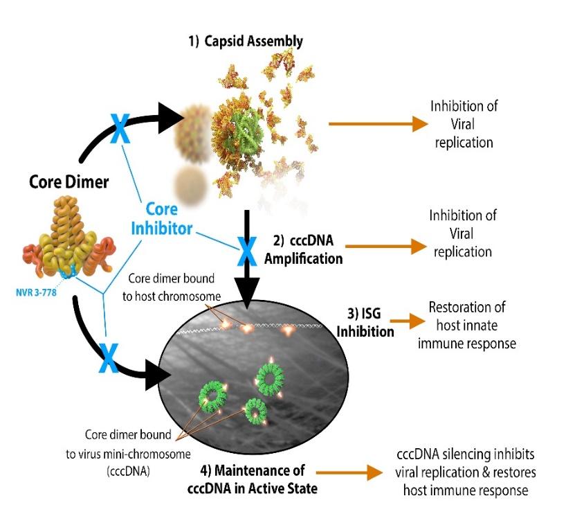 Capsid Inhibitors Capsid inhibitors disrupt the HBV lifecycle by destabilizing the nucleocapsid and/or by blocking RNA packaging thus producing empty capsids lacking genetic information Potentially