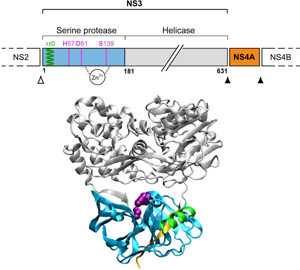 Sensing of Viral RNA Membrane Association of the NS3-4A Complex TLR3 NS3 5'-ppp RIG-I TBK1 TRIF IKKε MAVS IRF-3 IFN-β Brass V