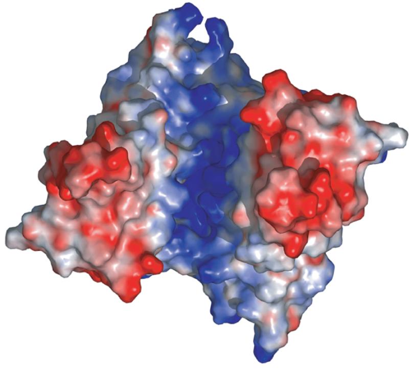 HCV Nonstructural Protein 5A Penin F et al.