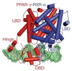 IL-1β i IL-6, CRP, SAA, HG, fibrinogen i Kupffer cell activation