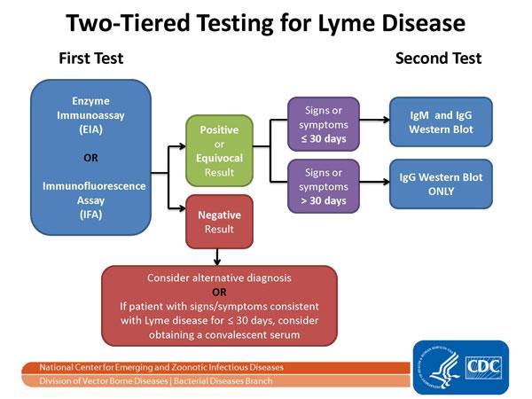 Lyme disease testing Labs: elevated CRP and ESR, mildly elevated LFTS Diagnosis: Testing on blood: Lyme ELISA and Western Blot (if ELISA positive or equivocal) Testing can be negative in the first