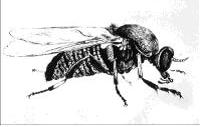 Figure 1: Simulium fly (black fly) EPIDEMIOLOGY 3, 4 FREQUE CY United States Onchocerciasis is not acquired in the United States.