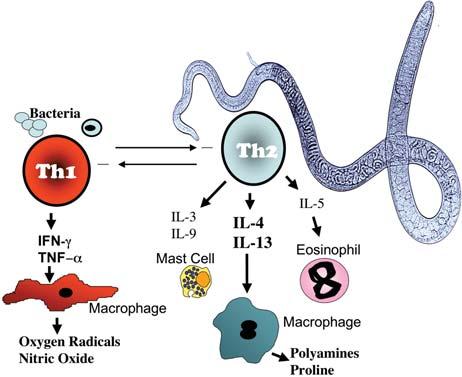 Box 1. Th1 & Th2 Immunity Helminth parasites are typically associated with the induction of CD4+ T helper 2 (Th2) cells, while microbial pathogens induce Th1 responses.