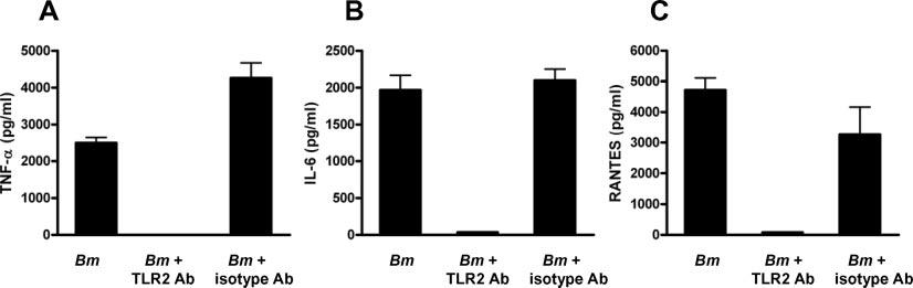 1070 FILARIAL Wolbachia INFLAMMATION IS DEPENDENT ON TLR2/TLR6 FIGURE 1. Filarial extracts containing Wolbachia and isolated Wolbachia bacteria activate human cells via TLR2 but not TLR3 or TLR4.