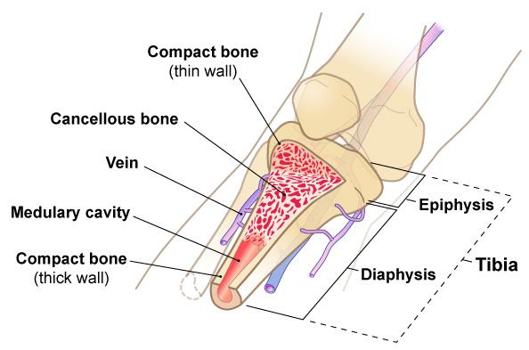 Anatomy of Long Bones T 464 Rev A ANATOMY OF