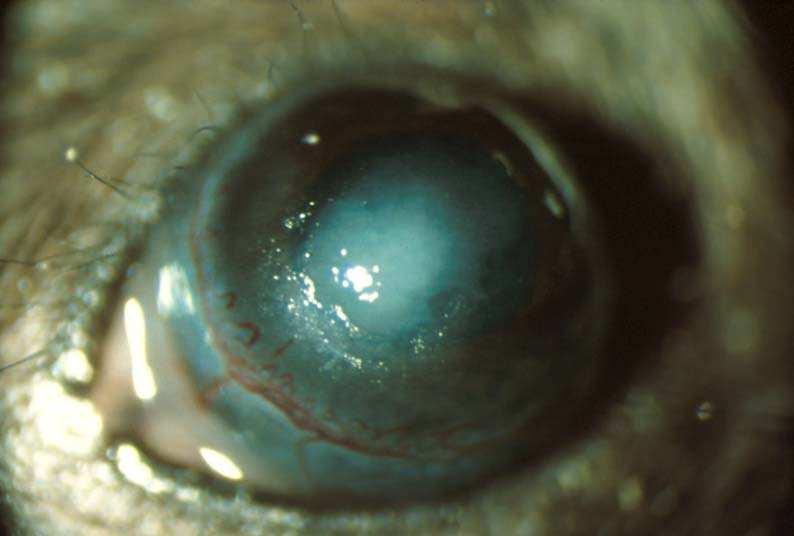 volvulus antigens into the murine corneal stroma results in progressive corneal opacification and neovascularization (B), similar to human
