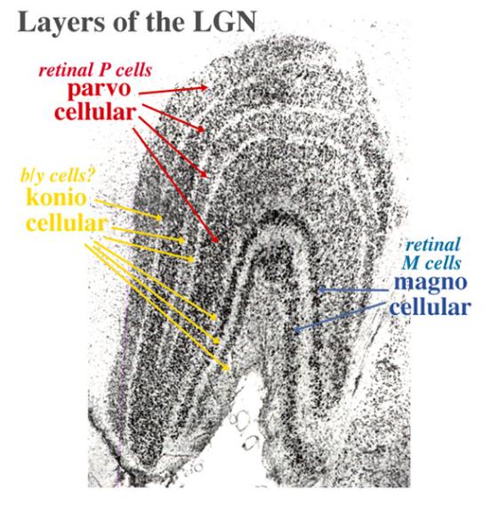 Lateral geniculate nucleus 12 Layers What s different about these layers? Different kinds of ganglion cells project to different layers.
