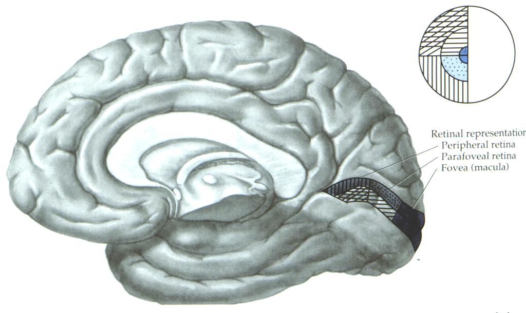 Primary Visual Cortex (Area 17, Striate cortex, V1) Located in the pole of the occipital lobe above and below the