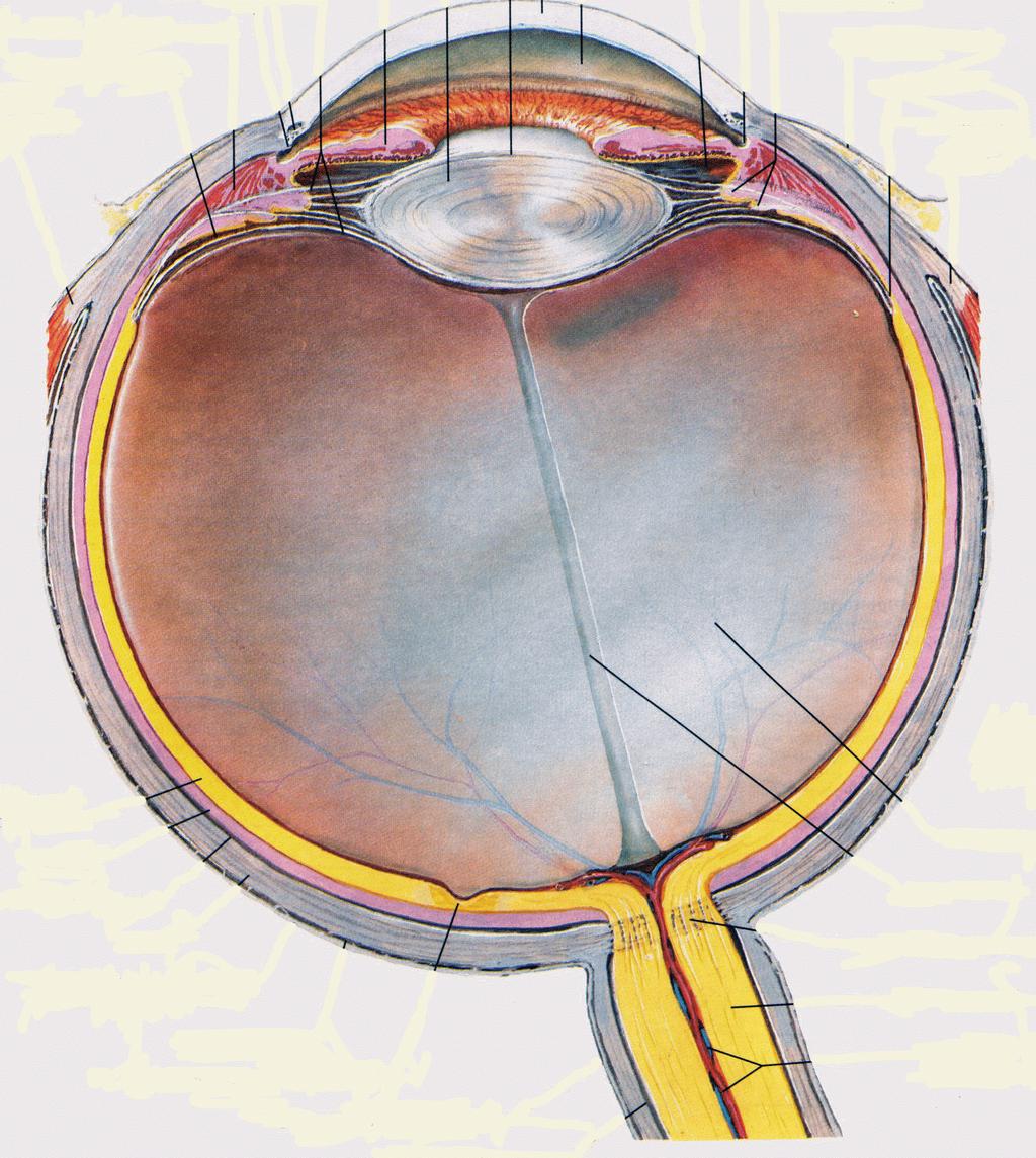 Optic Nerve one of the major targets of Multiple Sclerosis The myelin of the